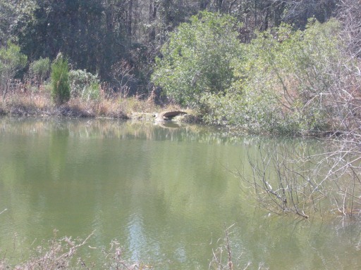 A shy gator