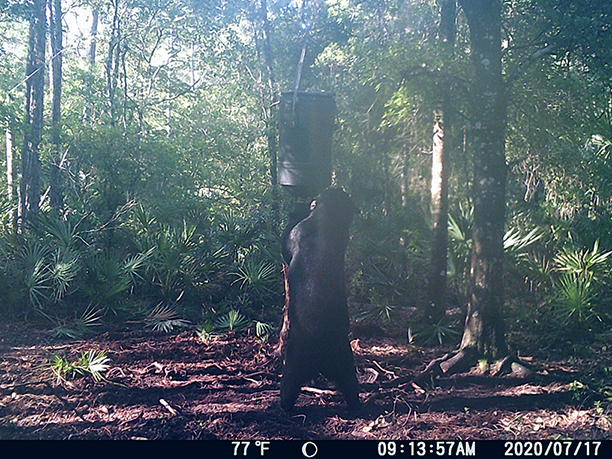 Bear checking out a feeder