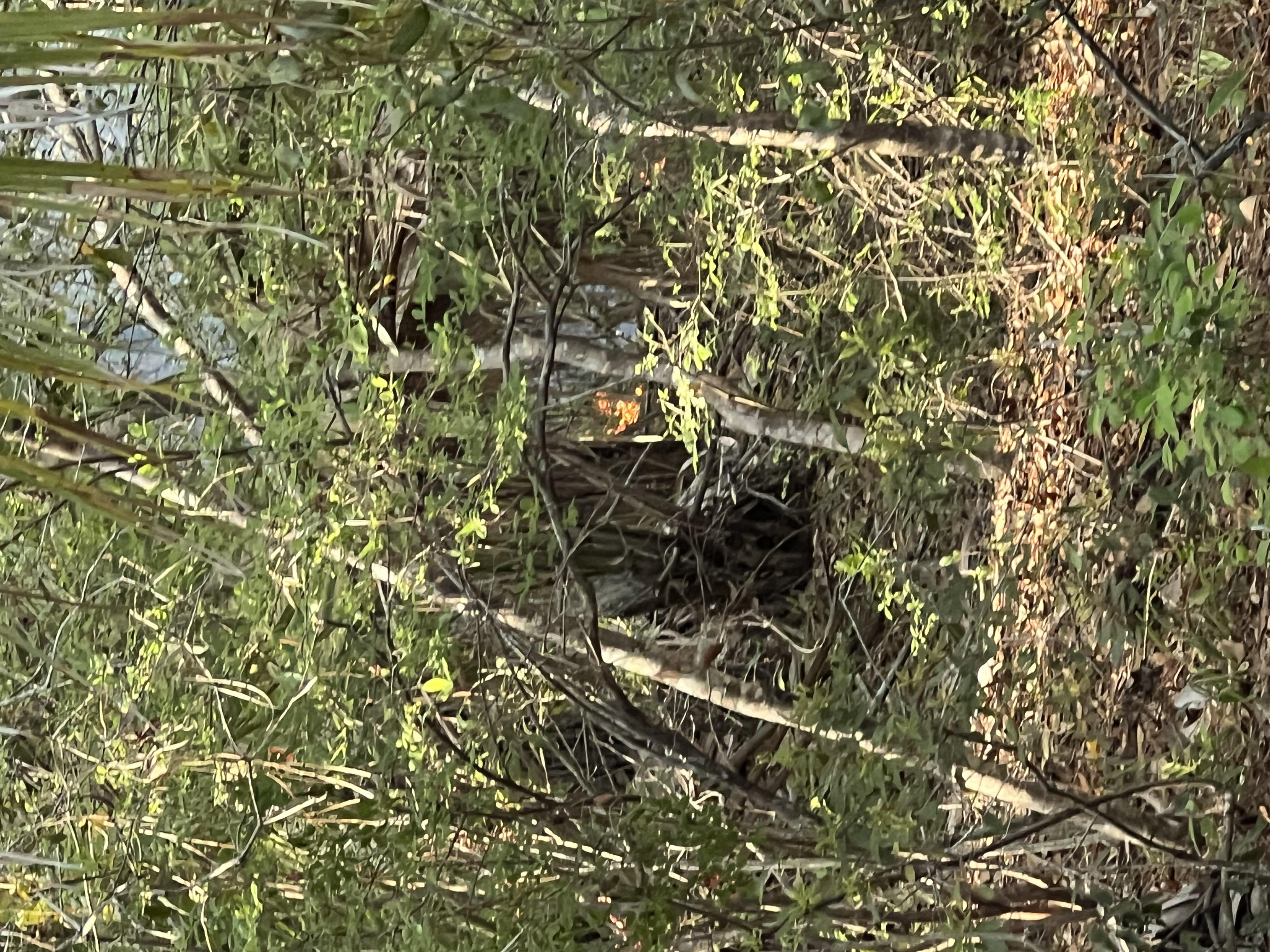 Brush fire