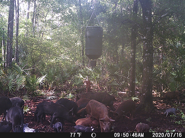 Hogs at a feeder